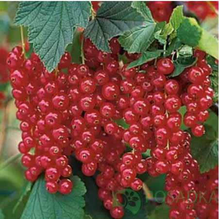 картинка Смородина красная Вождь Краснокожих  картинка Смородина красная Вождь Краснокожих