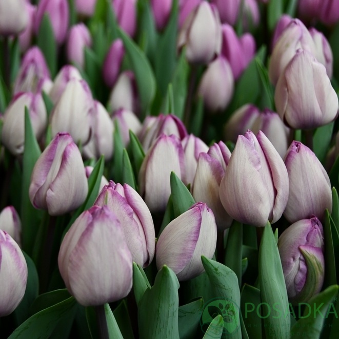 картинка Тюльпан Jacuzzi  картинка Тюльпан Jacuzzi