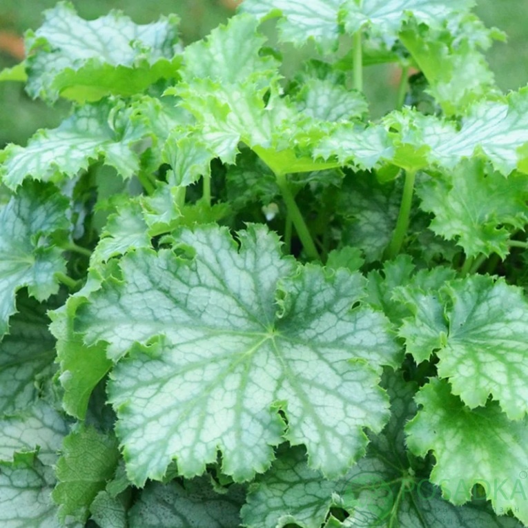 картинка Гейхера lime swizzle 