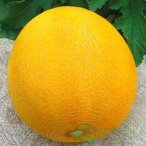 картинка Семена Дыня Колхозница 2 г, Seedera 