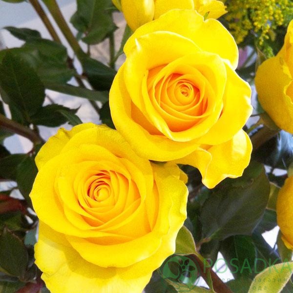 картинка Роза чайно-гибридная Брайтон С2 