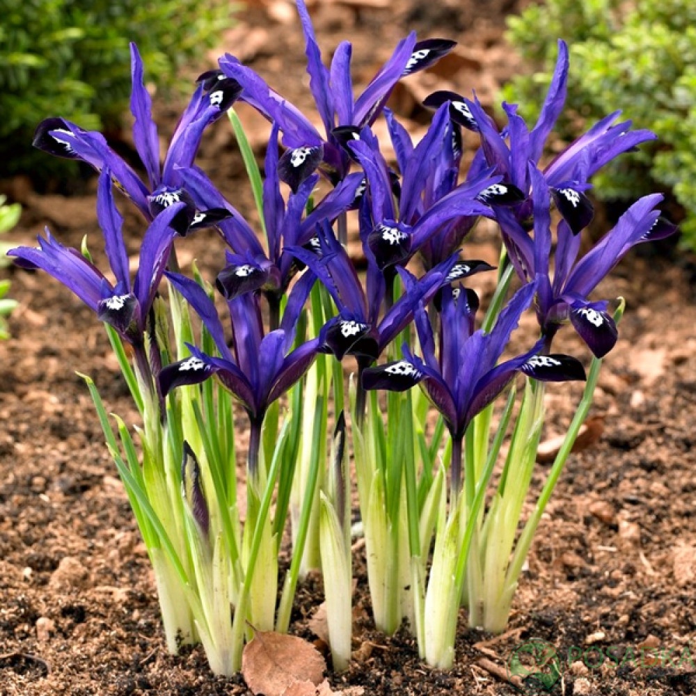 картинка Ирис reticulata Blue Note 