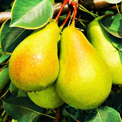 картинка Груша колоновидная Деликор 