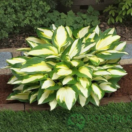 картинка Хоста Color Festival 