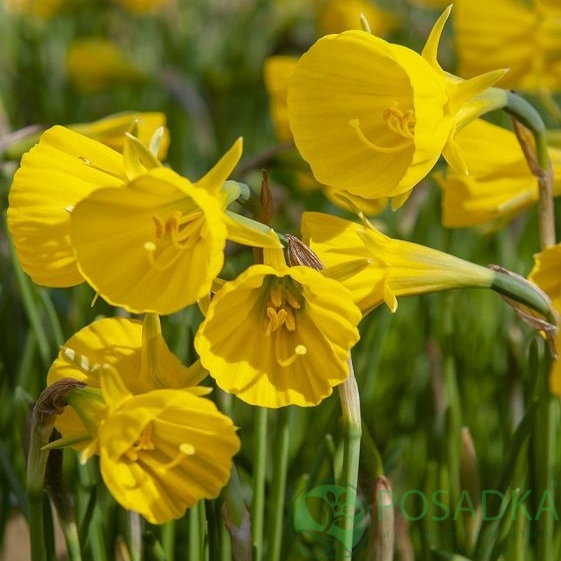 картинка Нарцисс Golden Bells (Goudklokje) 
