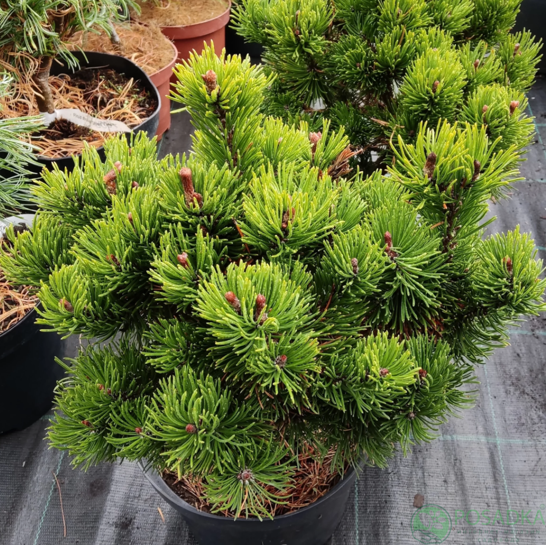 картинка Сосна Горная Picobello  картинка Сосна Горная Picobello