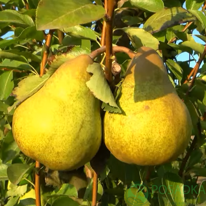 картинка Груша Горхем 