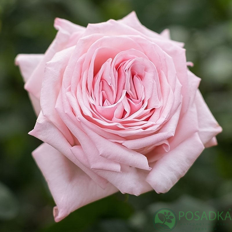 картинка Роза чайно-гибридная Охара Пинк 
