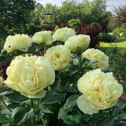 картинка Пион Lemon Chiffon 