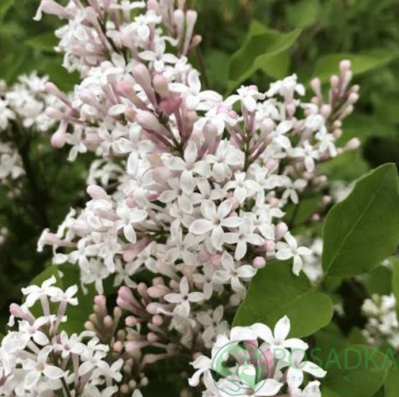 картинка Сирень Флауэрфеста Уайт (Flowerfesta White) 