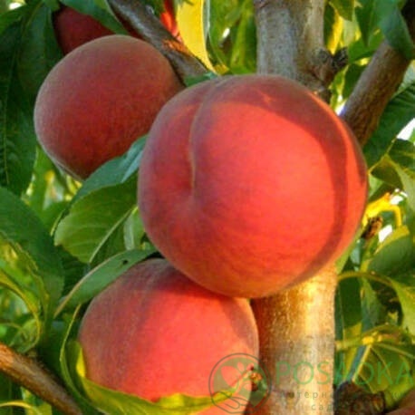 картинка Персик Кардинал 