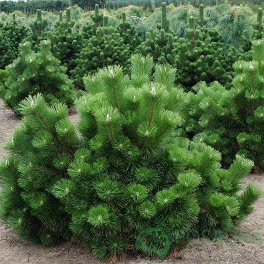 картинка Сосна тумберга Тундерхед 