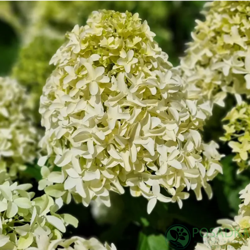 картинка Гортензия метельчатая Скайфолл (Hydrangea paniculata Skyfall) С2 