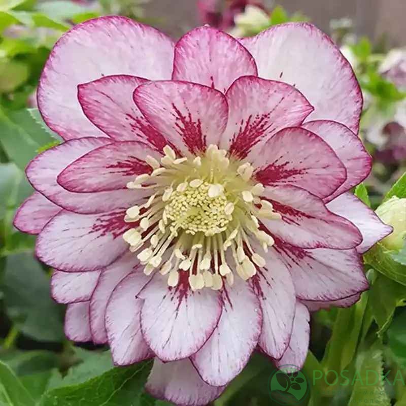 картинка Морозник Double Pink  картинка Морозник Double Pink