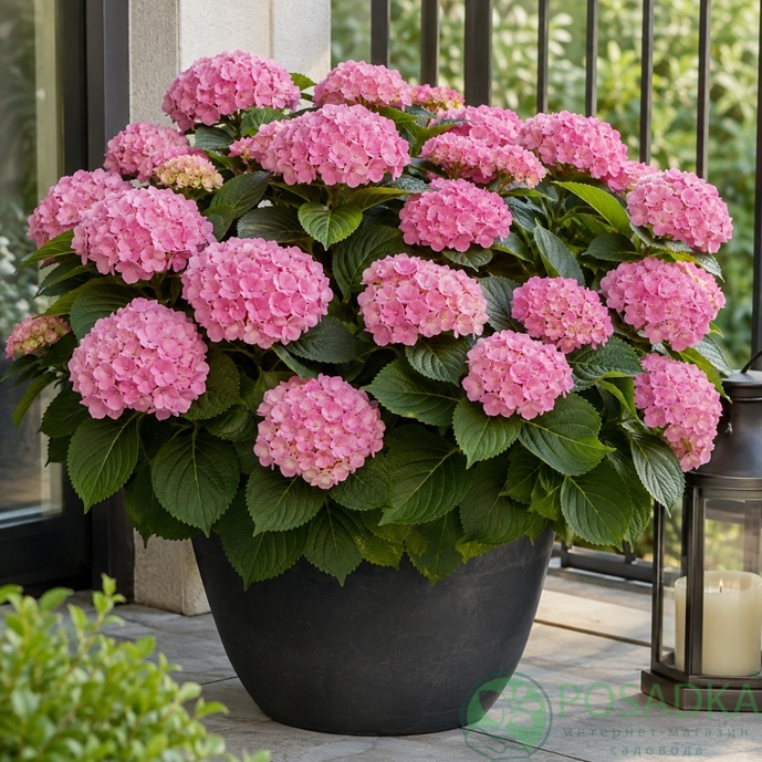 картинка Гортензия крупнолистная Tabletensia Pink 