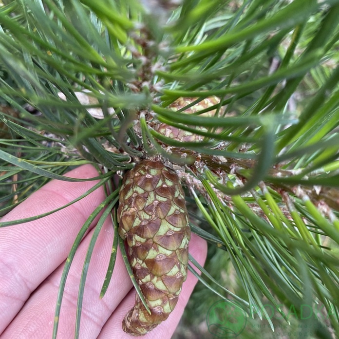 картинка Сосна Банкса 