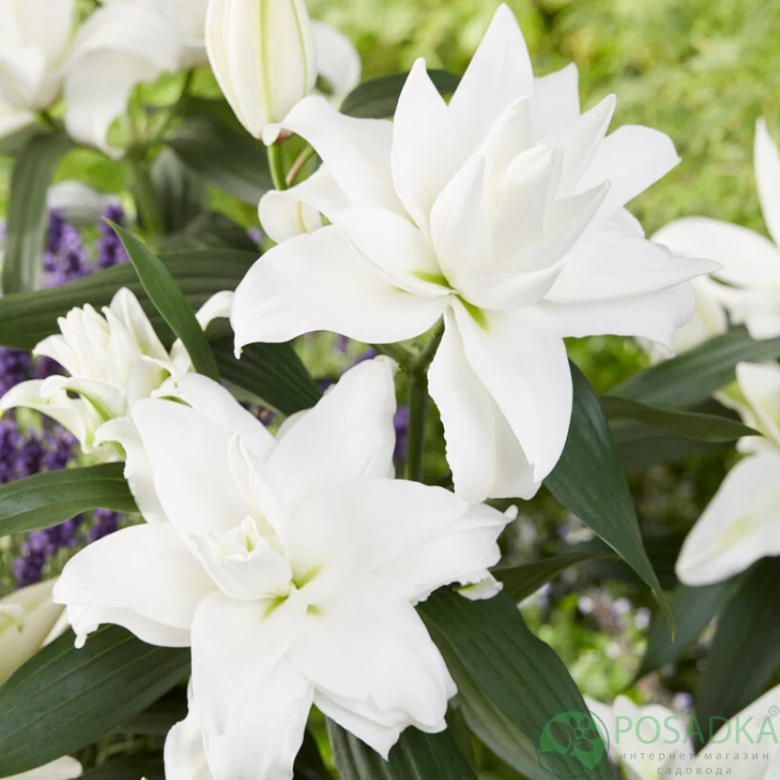 картинка Лилия Roselily Angela 