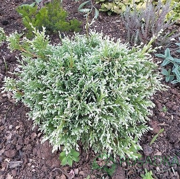 картинка Кипарисовик горохоплодный White Beauty 3л 