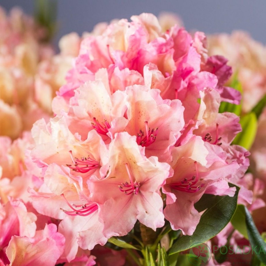 картинка Рододендрон Brasilia С4 