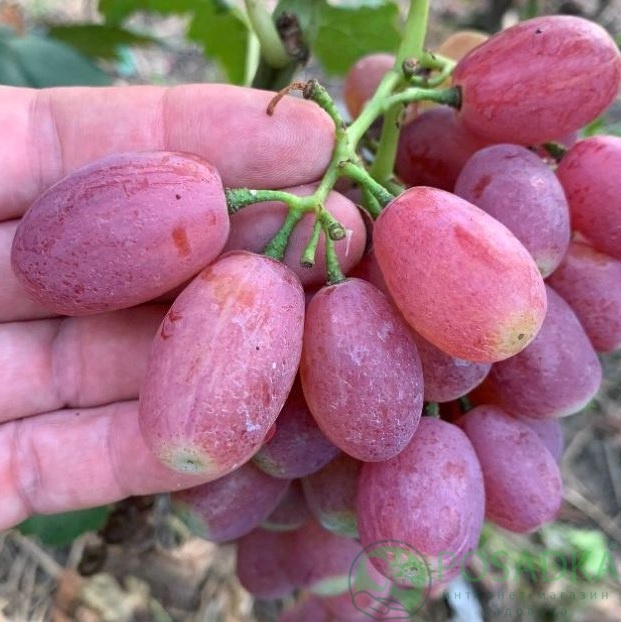 картинка Виноград Басанти 