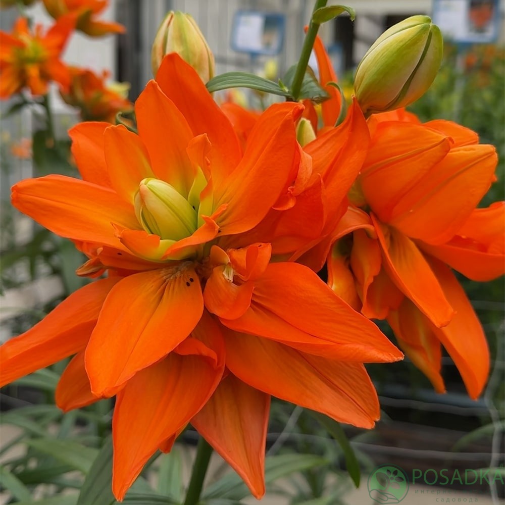 картинка Лилия Hulk 