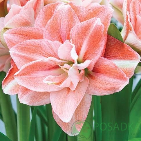 картинка Амариллис Pink Glory 