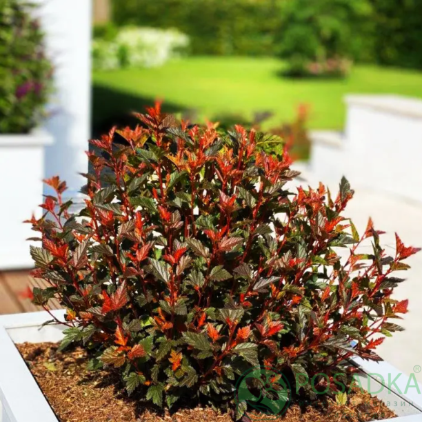 картинка Пузыреплодник Мэджикал Свит Черри Ти 