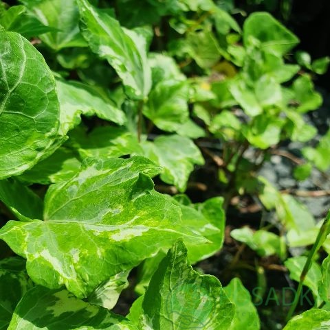 картинка Плющ Вайт Вандер 