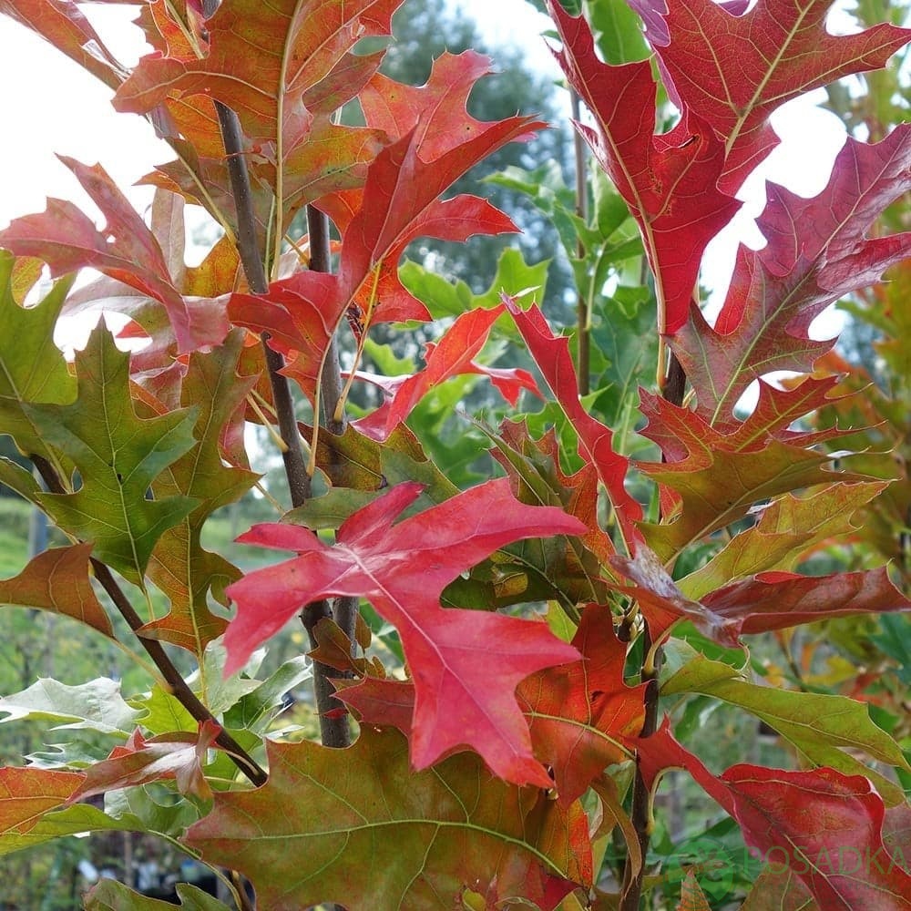 картинка Дуб болотный (Quercus palustris) картинка Дуб болотный (Quercus palustris)