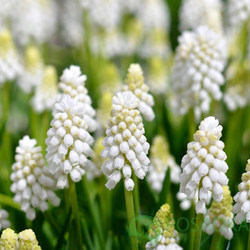 картинка Мускари White Magic 