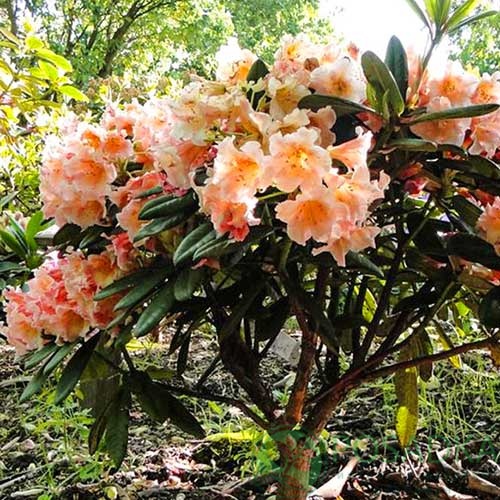 картинка Рододендрон гибридный Flautando 