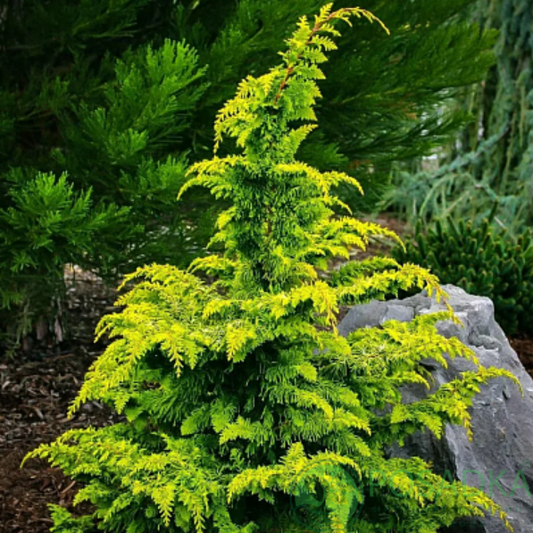 картинка Кипарисовик тупой Tetragona Aurea 