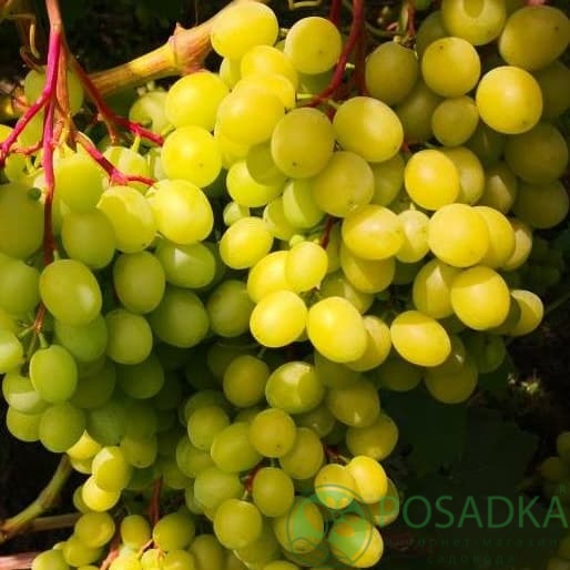 картинка Виноград кишмиш Цимус 