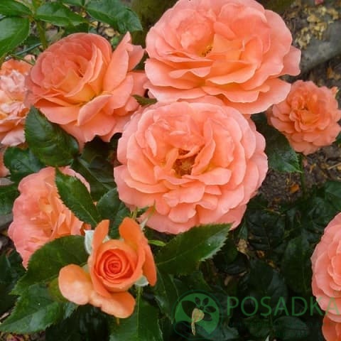 картинка Роза флорибунда Бетти Хакнесс 