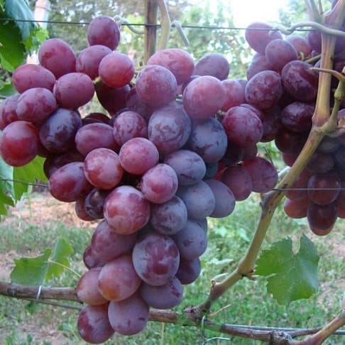 картинка Виноград Фавор 