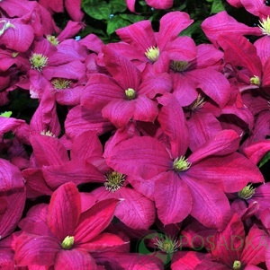картинка Клематис Clematis Kryspina QE 