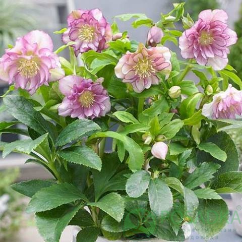 картинка Морозник Double Ellen Pink 