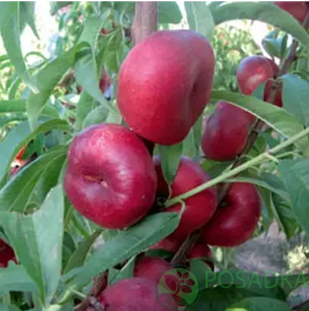 картинка Нектарин инжирный Месембрине 