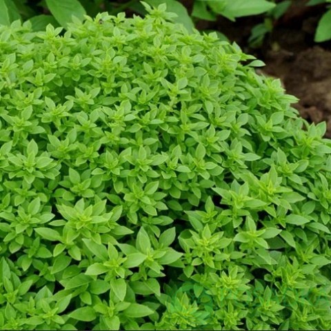 картинка Семена Базилик ярко-зеленый Мини 0.5 г, SeedEra 