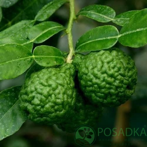 картинка Кафрский лайм (Kaffir Lime, Citrus hystrix) картинка Кафрский лайм (Kaffir Lime, Citrus hystrix)