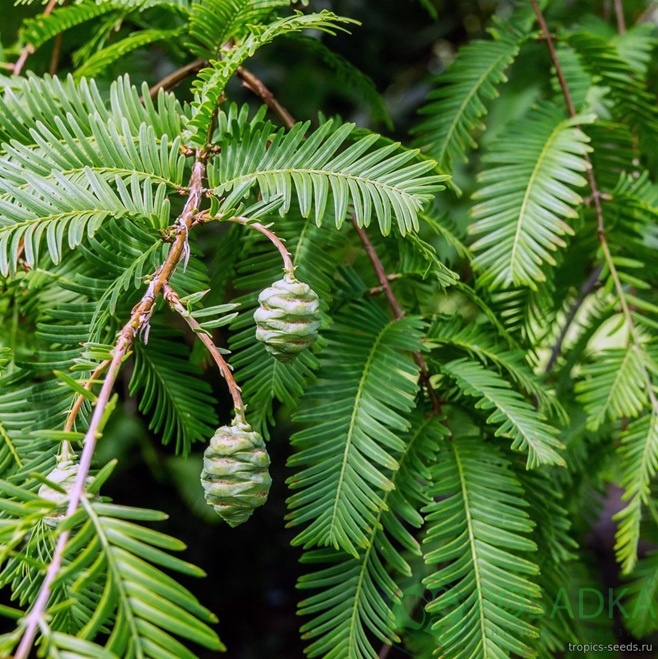 картинка Метасеквойя китайская 