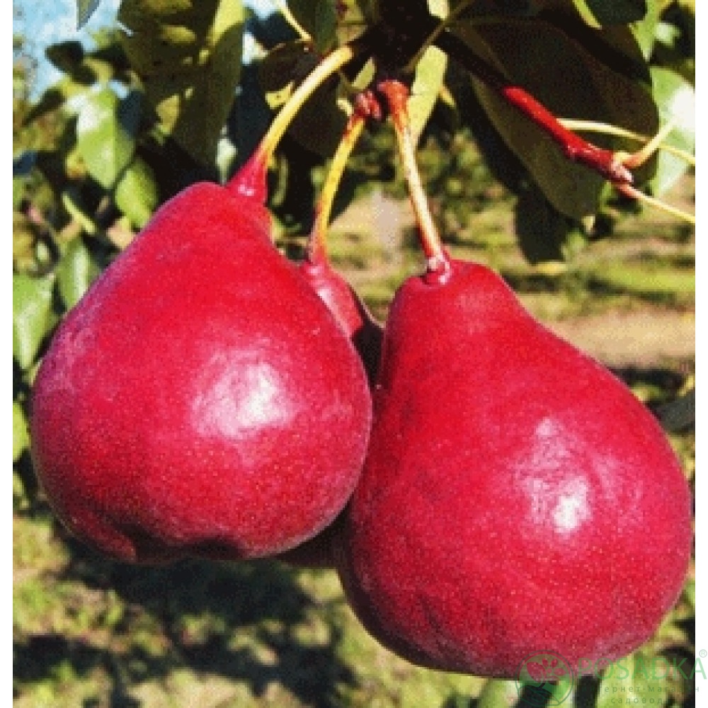 картинка Груша Диколор  картинка Груша Диколор