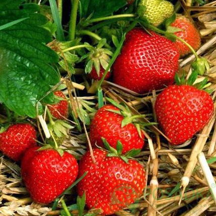 картинка Клубника Эльвира 