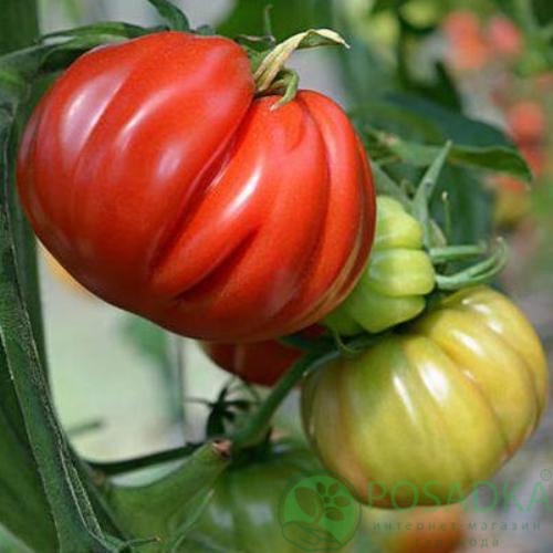 картинка Семена Томат Американский ребристый 0.1гр, SeedEra 