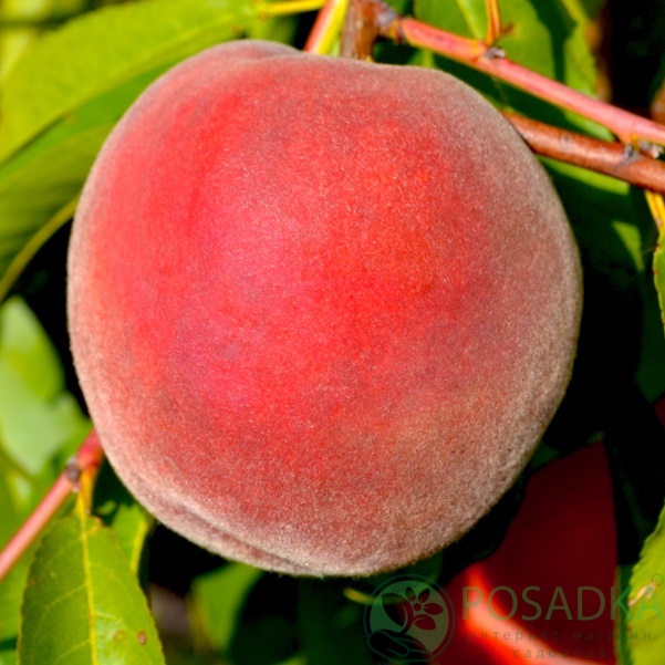 картинка Персик Команч 