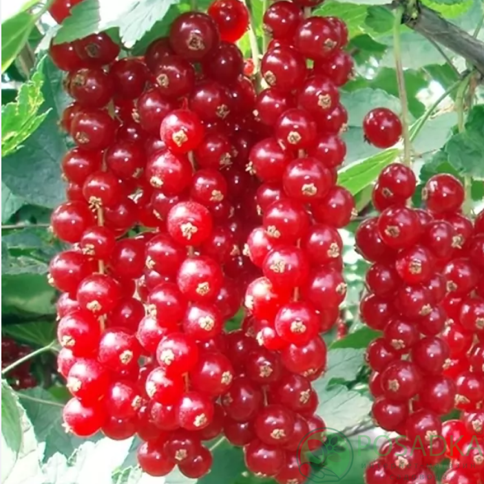 картинка Смородина красная Сахарная  картинка Смородина красная Сахарная