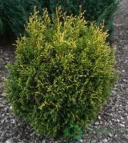 картинка Туя Западная Коппер Голд 