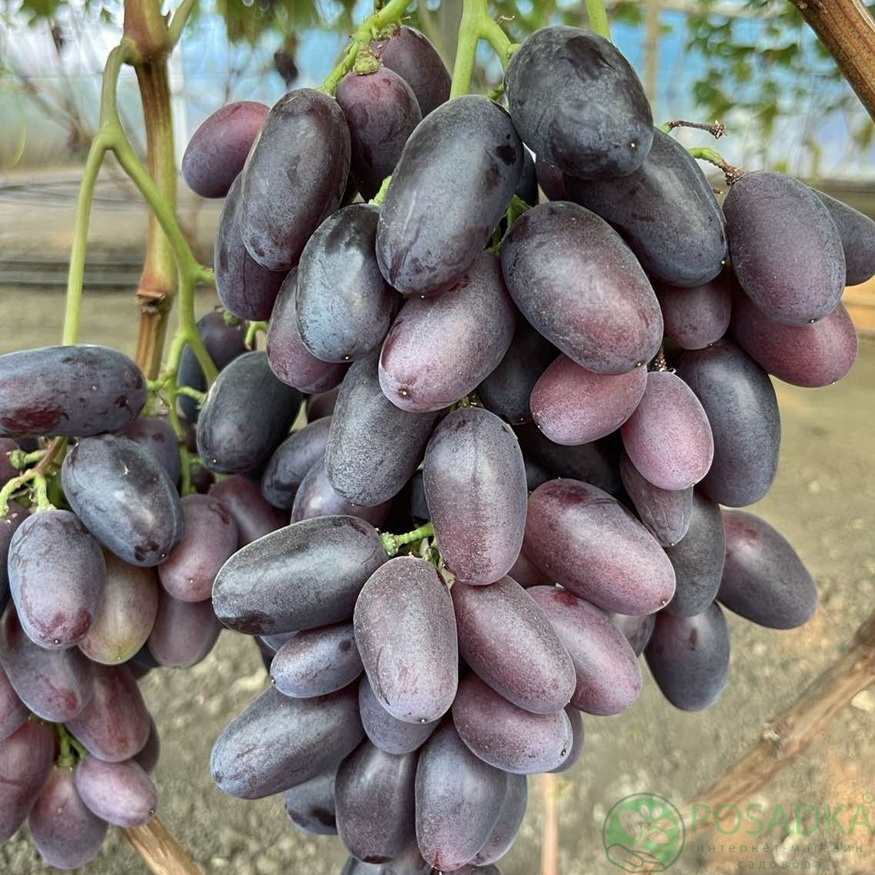 картинка Виноград Лара 