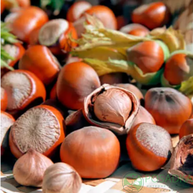 картинка Фундук Долинский 