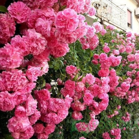 картинка Роза плетистая Пинк Бьюти  картинка Роза плетистая Пинк Бьюти